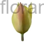 Kép 1/2 - Tulipán - Tulipa 'Honky Tonk'