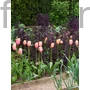 Kép 2/2 - Tulipán - Tulipa 'Menton'