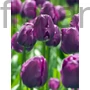 Kép 2/2 - Tulipán - Tulipa 'Negrita'