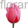 Kép 1/2 - Tulipán - Tulipa 'Pink Impression'