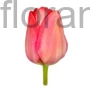 Kép 1/2 - Tulipán - Tulipa 'Van Eijk'