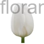 Kép 1/2 - Tulipán - Tulipa 'White Prince'