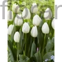 Kép 2/2 - Tulipán - Tulipa 'White Prince'
