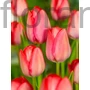 Kép 2/2 - Tulipán - Tulipa 'Van Eijk'