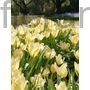 Kép 2/2 - Tulipán - Tulipa 'Honky Tonk'