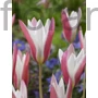 Kép 2/3 - Tulipán - Tulipa clusiana