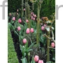 Kép 2/2 - Tulipán - Tulipa 'Pink Impression'