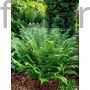 Kép 1/2 - Pelyvás pajzsika - Dryopteris affinis