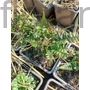 Kép 2/2 - Pelyvás pajzsika - Dryopteris affinis