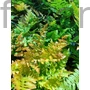 Kép 1/2 - Japán ernyőpáfrány - Dryopteris erythrosora