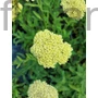 Kép 1/2 - Cickafark - Achillea 'Hella Glashoff'