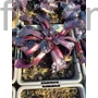 Kép 2/2 - Indás ínfű - Ajuga reptans 'Black Scallop'