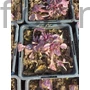 Kép 2/2 - Indás ínfű - Ajuga reptans 'Burgundy Glow'
