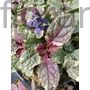 Kép 1/2 - Indás ínfű - Ajuga reptans 'Burgundy Glow'