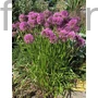 Kép 1/2 - Díszhagyma - Allium 'Millenium'