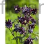 Kép 1/2 - Harangláb - Aquilegia 'Barlow Black'
