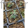 Kép 2/2 - Harangláb - Aquilegia 'Barlow Black'