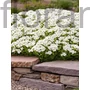 Kép 1/2 - Kaukázusi ikravirág - Arabis caucasica 'Little Treasure White'