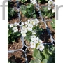 Kép 2/2 - Kaukázusi ikravirág - Arabis caucasica 'Little Treasure White'