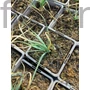 Kép 2/2 - Sárga virágoszlop - Asphodeline lutea