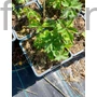 Kép 2/2 - Nagy völgycsillag - Astrantia major