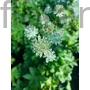 Kép 1/2 - Nagy völgycsillag - Astrantia major