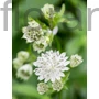 Kép 1/2 - Nagy völgycsillag - Astrantia major 'Alba'