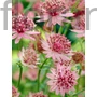 Kép 1/2 - Nagy völgycsillag - Astrantia major 'Roma'