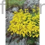 Kép 1/2 - Sziklai ternye - Aurinia saxatile 'Sulphureum'