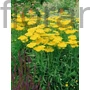 Kép 1/2 - Cickafark - Achillea 'Coronation Gold'
