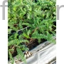Kép 2/2 - Cickafark - Achillea 'Paprika'