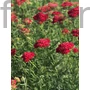 Kép 1/2 - Cickafark - Achillea 'Paprika'