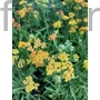 Kép 1/2 - Cickafark - Achillea 'Terracotta'
