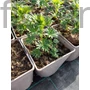 Kép 2/2 - Sisakvirág - Aconitum napellus 'Album'
