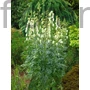 Kép 1/2 - Sisakvirág - Aconitum napellus 'Album'
