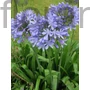 Kép 1/2 - Szerelemvirág - Agapanthus 'Peter Pan'