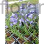 Kép 1/2 - Szerelemvirág - Agapanthus 'Dr. Brouwer'