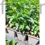 Kép 2/2 - Izsópfű - Agastache 'Black Adder'