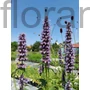 Kép 1/2 - Izsópfű - Agastache 'Black Adder'