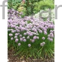 Kép 1/2 - Díszhagyma - Allium senescens