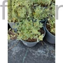 Kép 2/2 - Hegyi ternye - Alyssum montanum 'Mountain Gold'