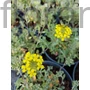 Kép 1/2 - Hegyi ternye - Alyssum montanum 'Mountain Gold'