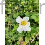 Kép 1/2 - Szellőrózsa - Anemone x hybrida 'Honorine Jobert'