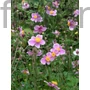 Kép 1/2 - Kínai szellőrózsa - Anemone hupehensis 'Praecox'