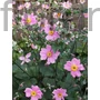 Kép 1/2 - Szellőrózsa - Anemone x hybrida 'Serenade'