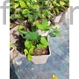 Kép 2/2 - Szellőrózsa - Anemone x hybrida 'Serenade'