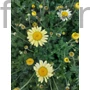 Kép 1/2 - Pipitér - Anthemis hybrida 'E.C. Buxton'