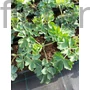 Kép 2/2 - Harangláb - Aquilegia 'Ruby Port'