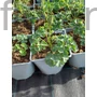 Kép 2/2 - Harangláb - Aquilegia 'Barlow Blue'