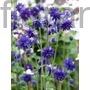 Kép 1/2 - Harangláb - Aquilegia 'Barlow Blue'